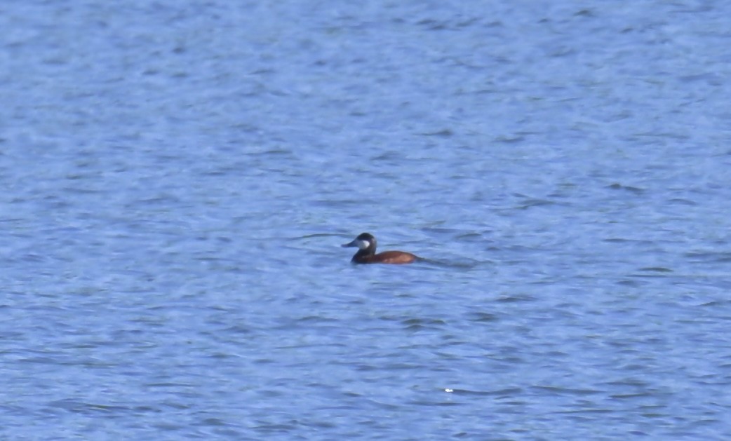 Ruddy Duck - ML620242601