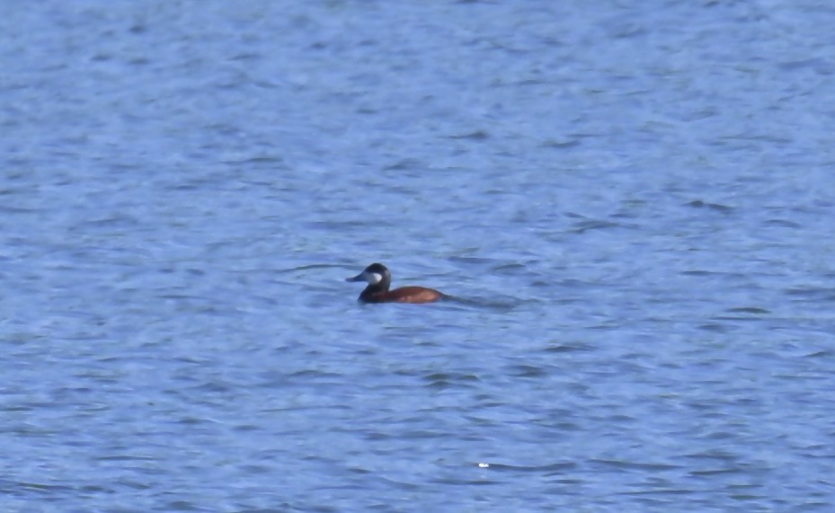 Ruddy Duck - ML620242605