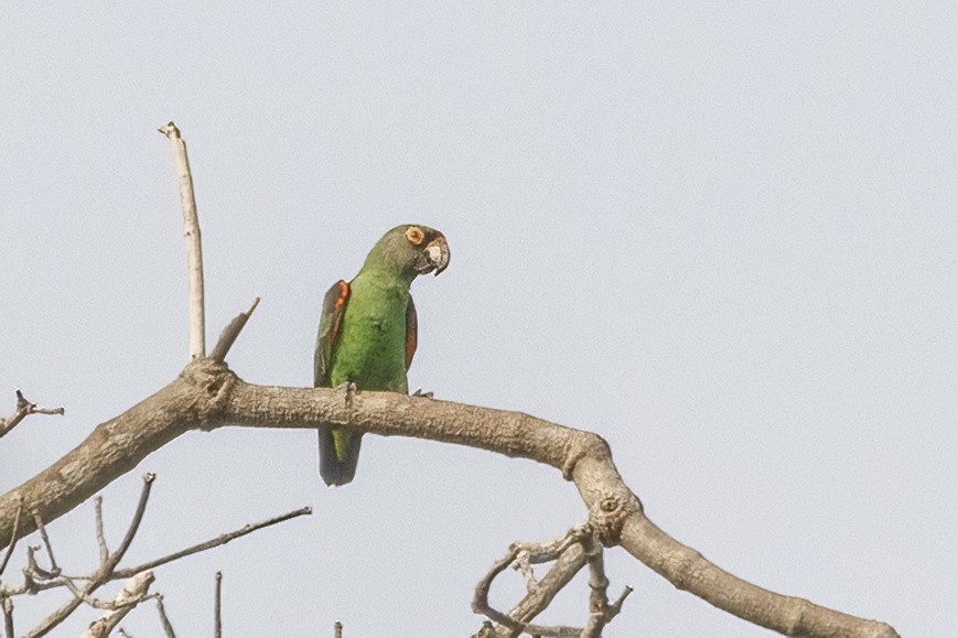Red-fronted Parrot - ML620242606