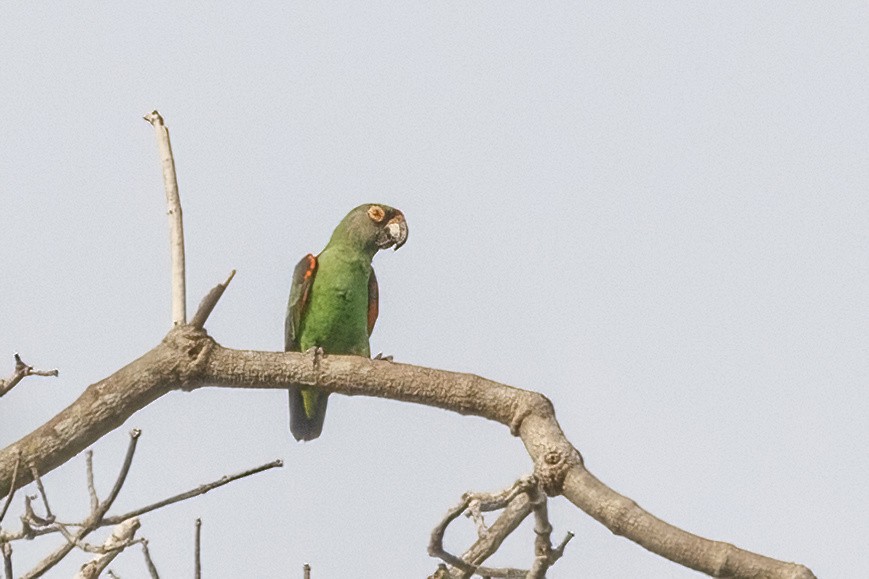 ズアカハネナガインコ - ML620242606