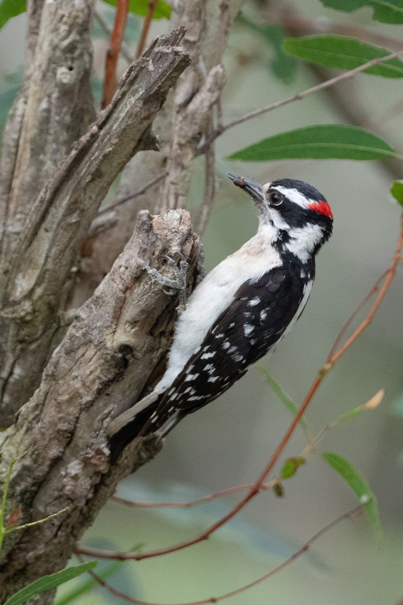 Downy Woodpecker - ML620242609