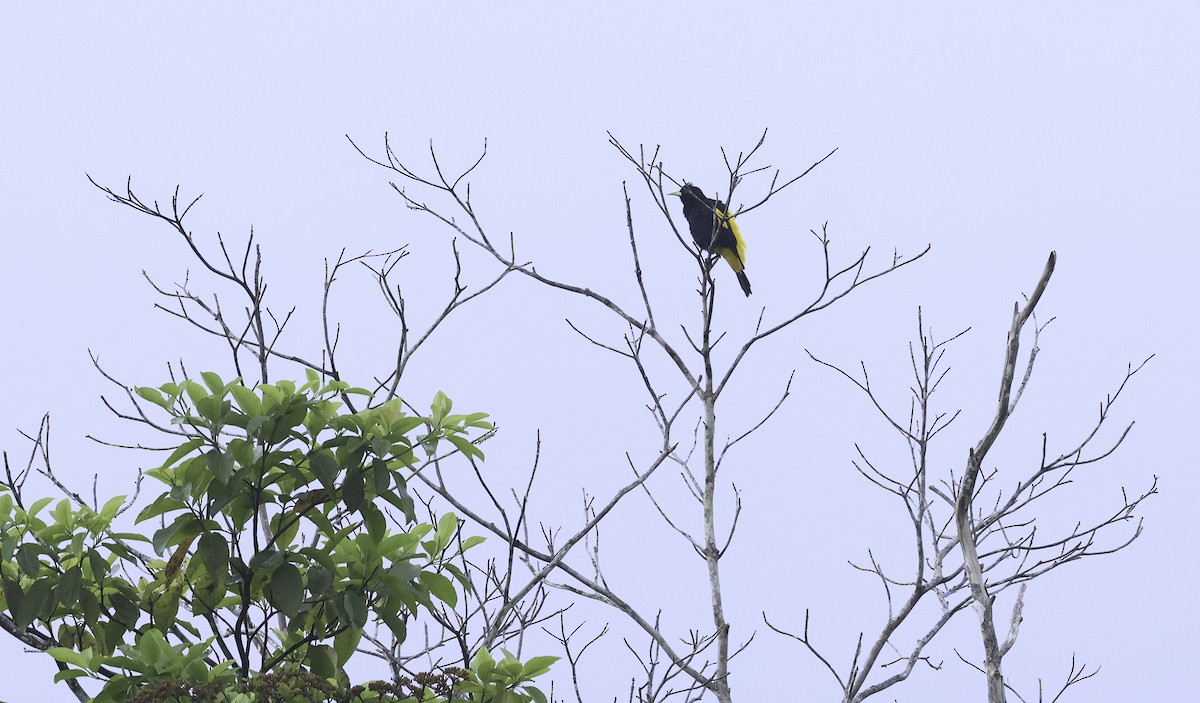 Yellow-rumped Cacique - ML620242612