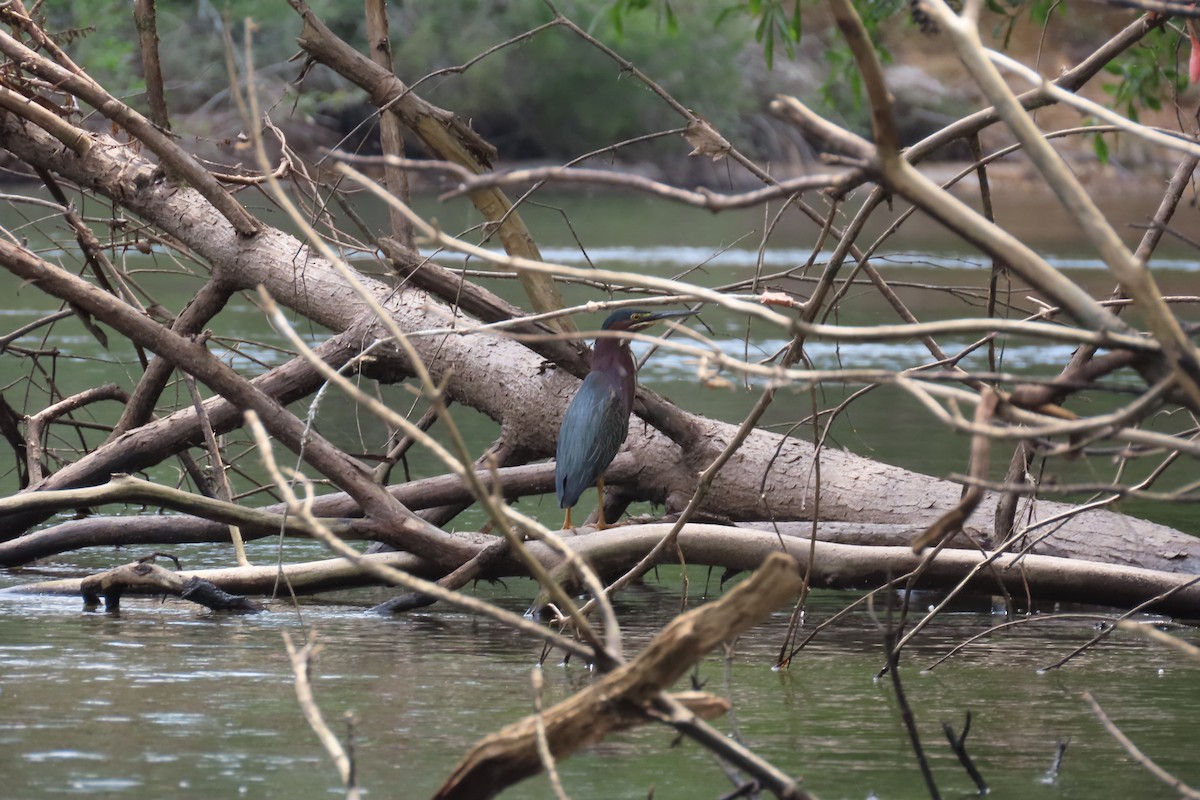 Green Heron - ML620242618