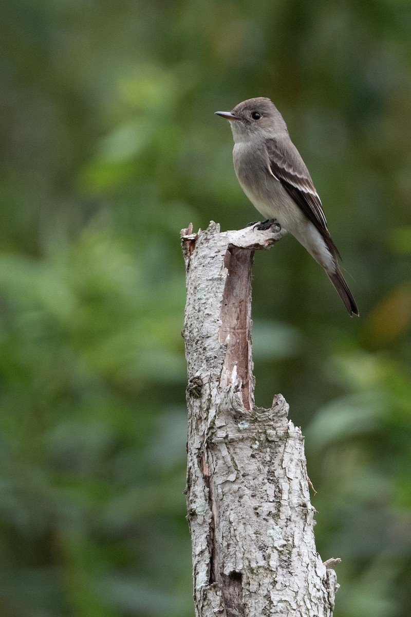 Western Wood-Pewee - ML620242621