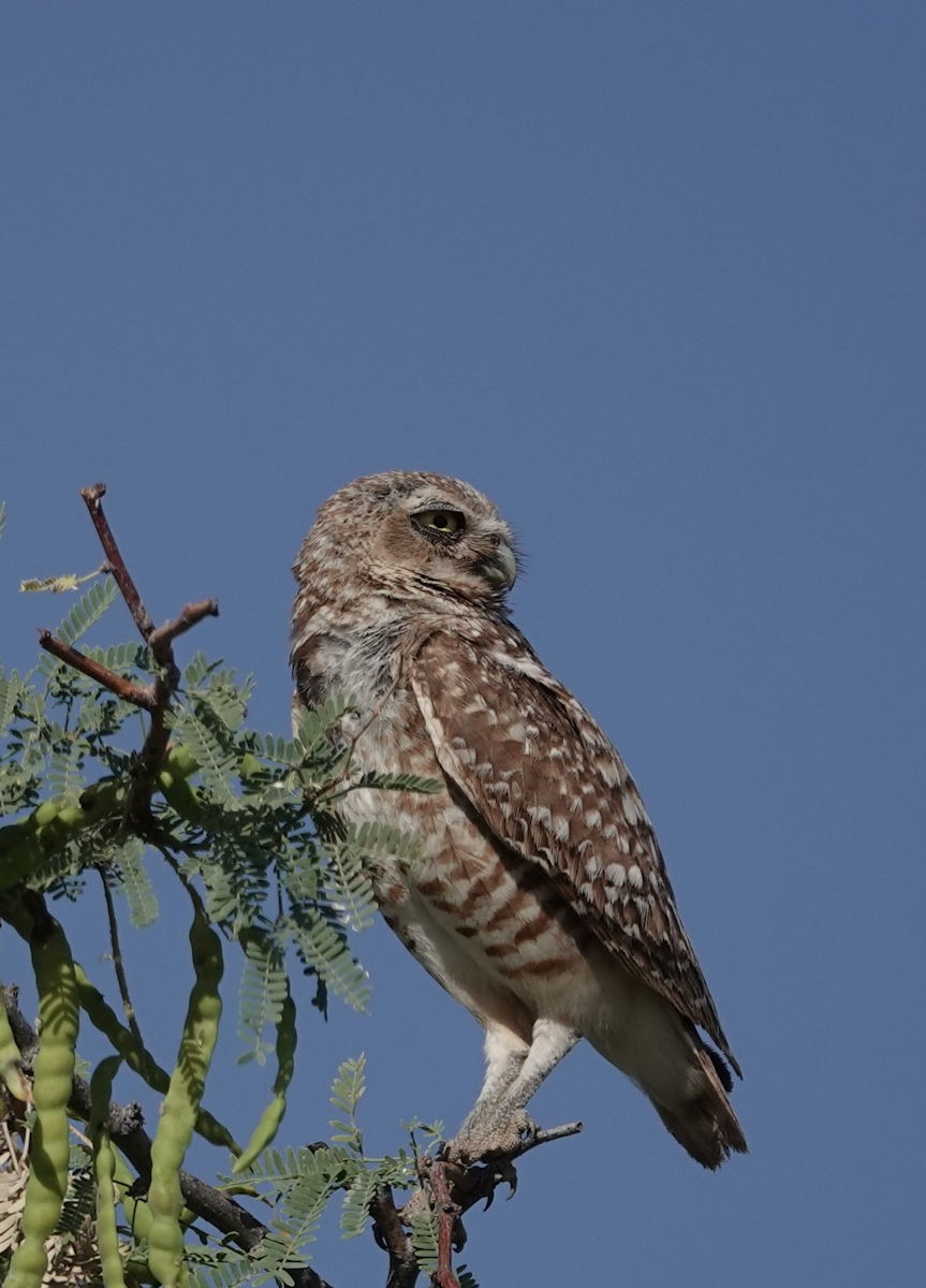 Burrowing Owl - ML620242622