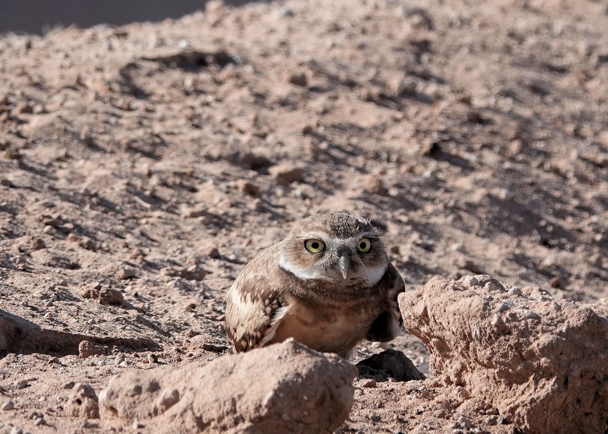 Burrowing Owl - ML620242623