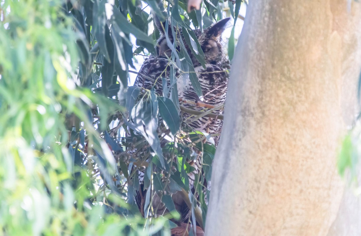 Great Horned Owl - ML620242625