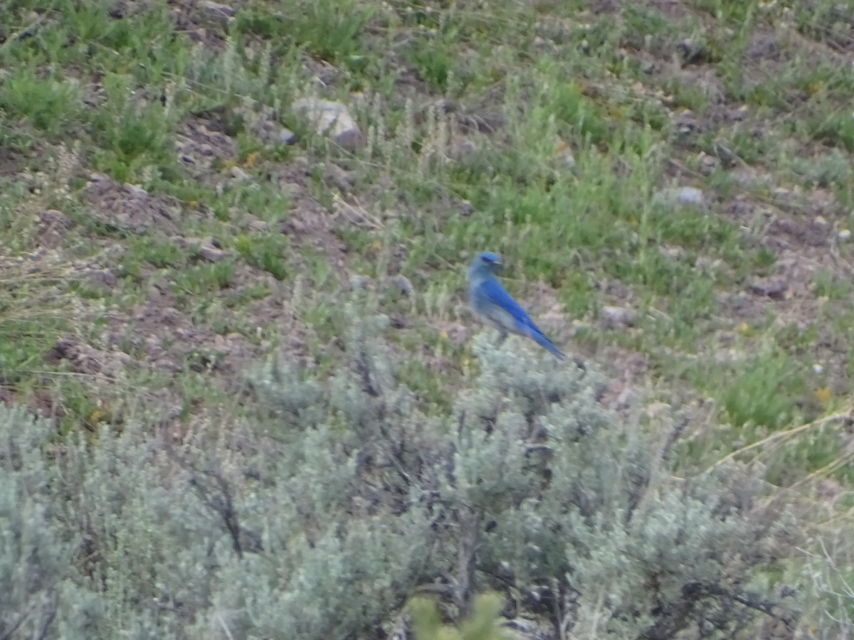 Mountain Bluebird - ML620242627