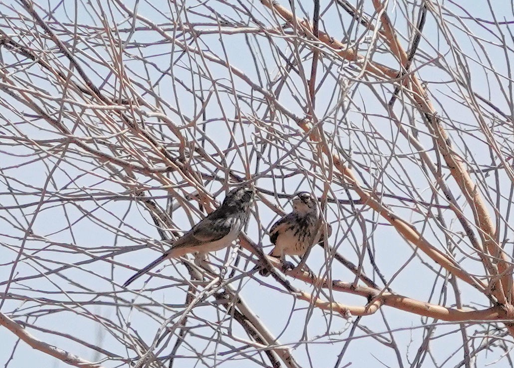 Black-throated Sparrow - ML620242632