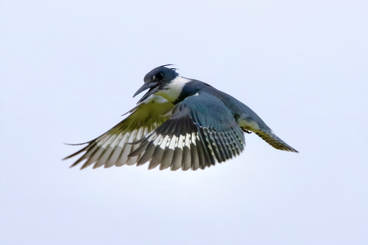 Belted Kingfisher - ML620242634