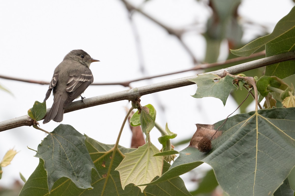 Eastern Wood-Pewee - ML620242639