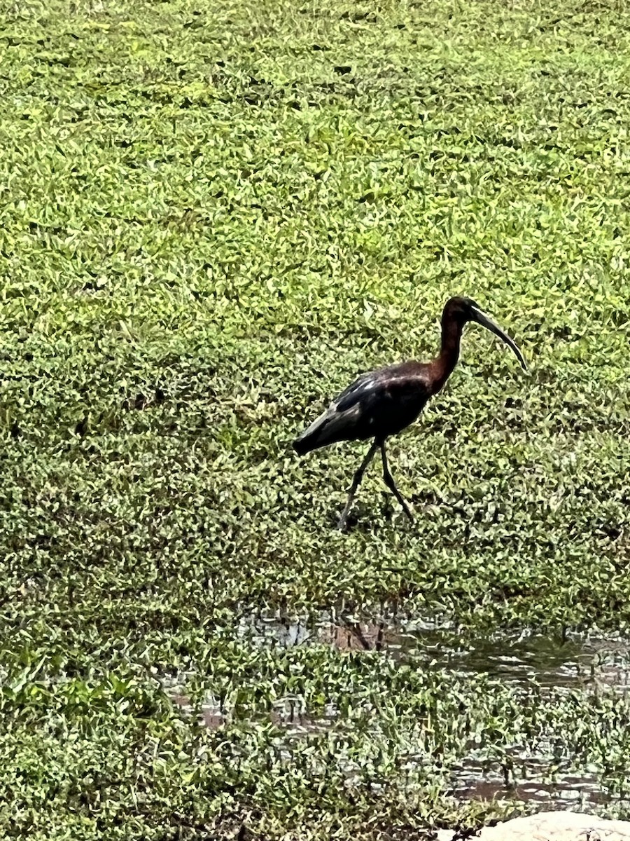 ibis hnědý - ML620242641