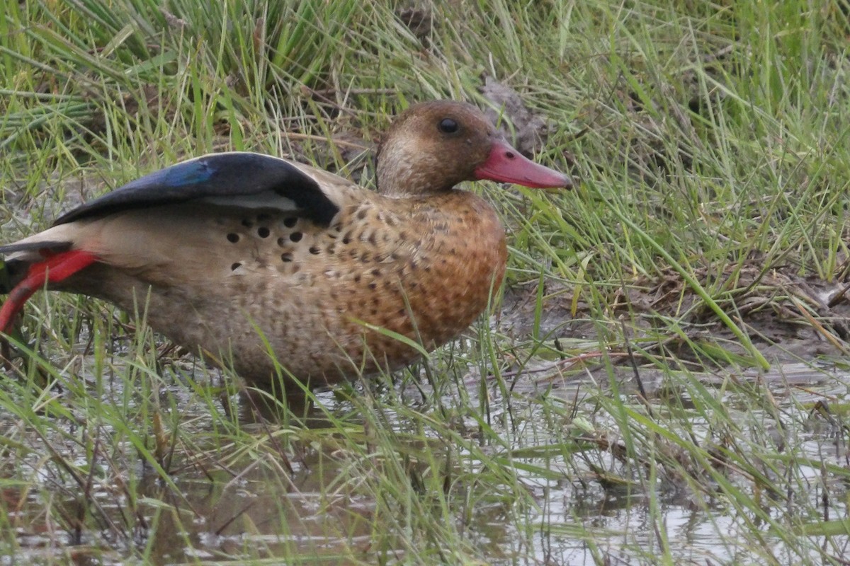 Yellow-billed Teal - ML620242643