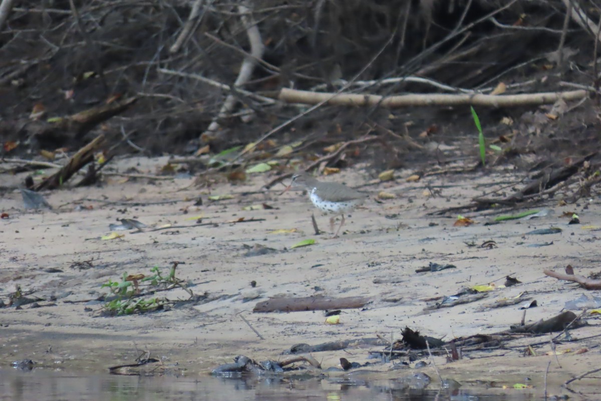 Spotted Sandpiper - ML620242644