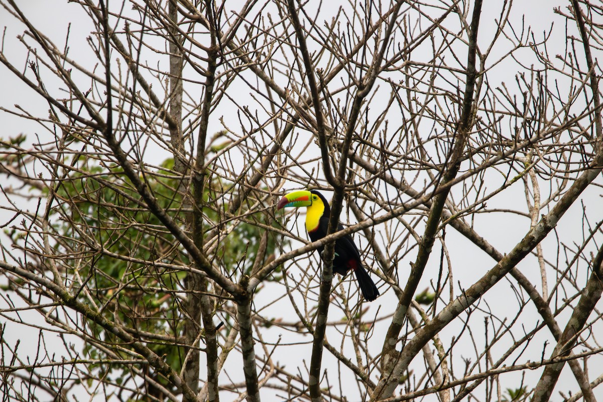 Keel-billed Toucan - ML620242647