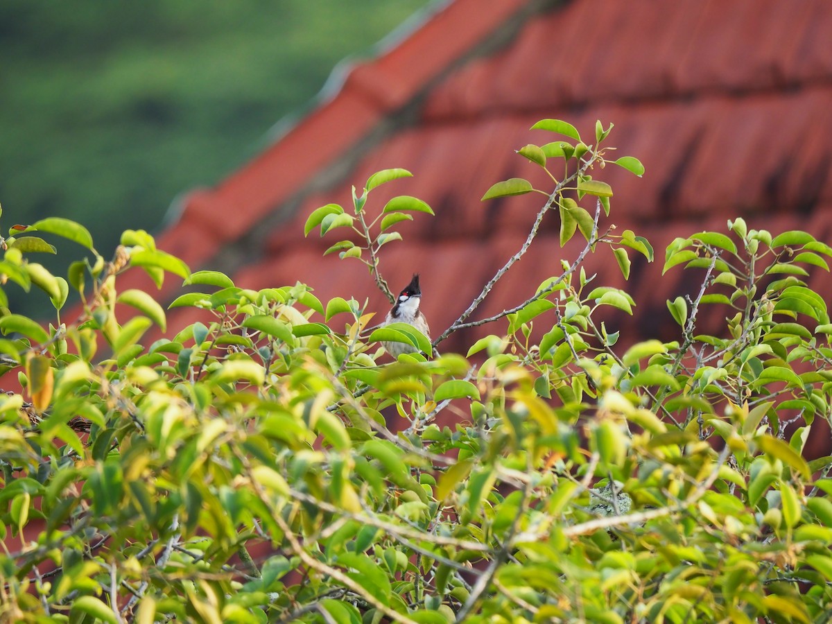 Red-whiskered Bulbul - ML620242652