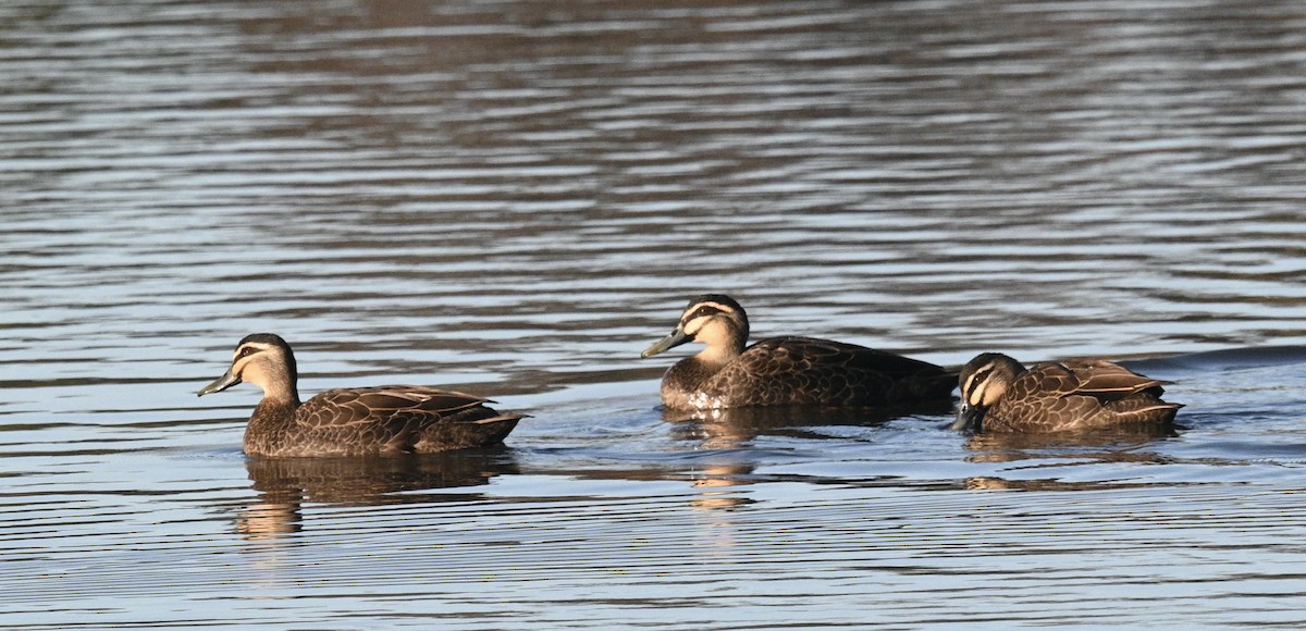 Pacific Black Duck - ML620242656