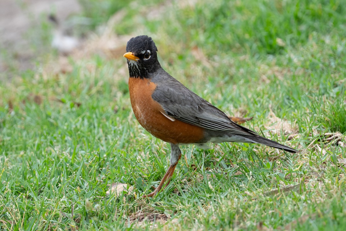 American Robin - ML620242659