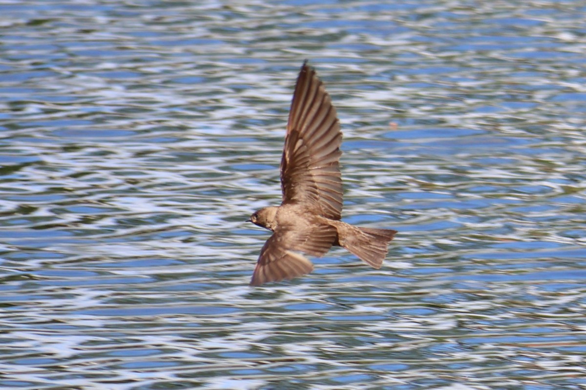 Northern Rough-winged Swallow - ML620242668