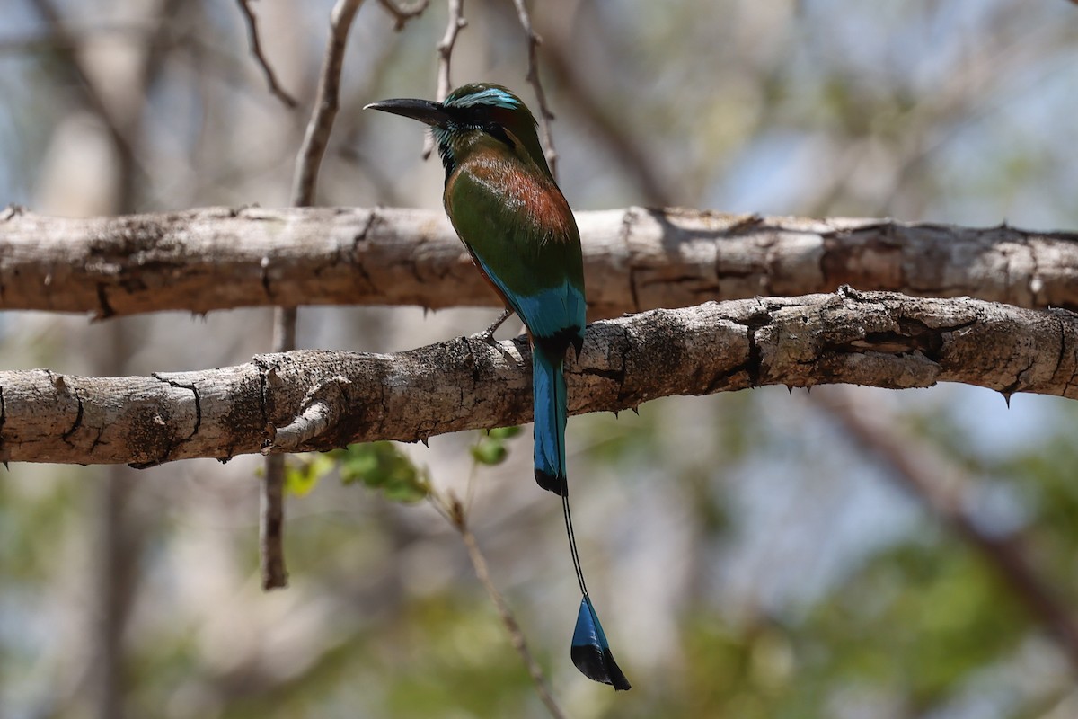 Turquoise-browed Motmot - ML620242683