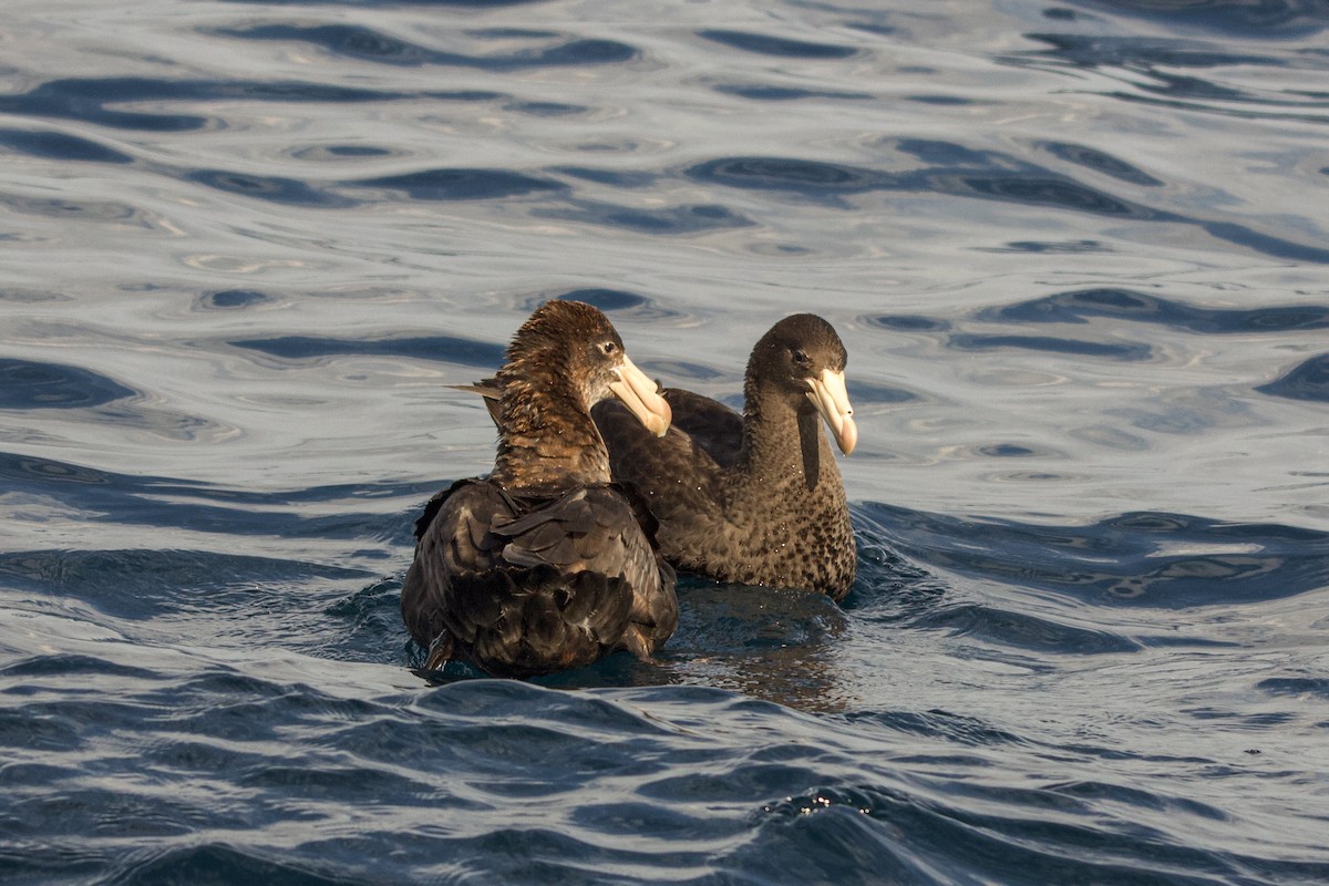 Northern Giant-Petrel - ML620242686