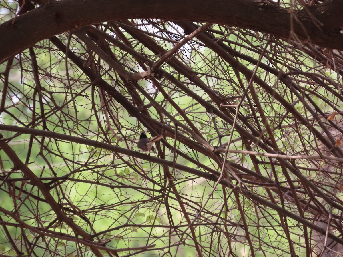 White-browed Fantail - ML620242687