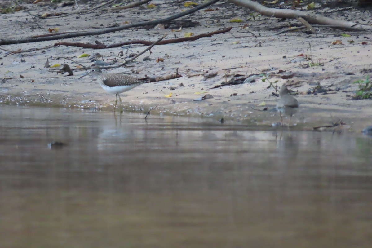 Solitary Sandpiper - ML620242691