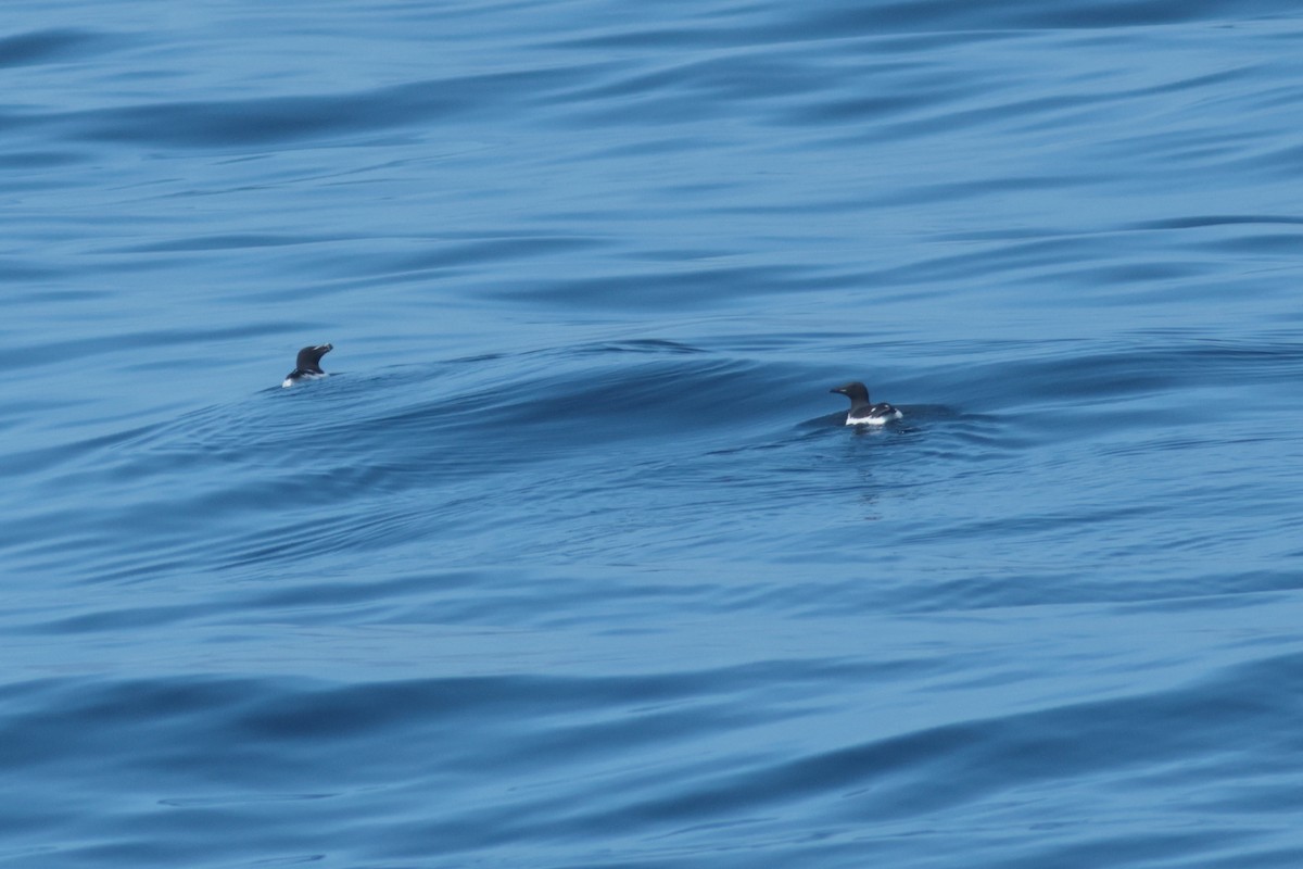Thick-billed Murre - ML620242710