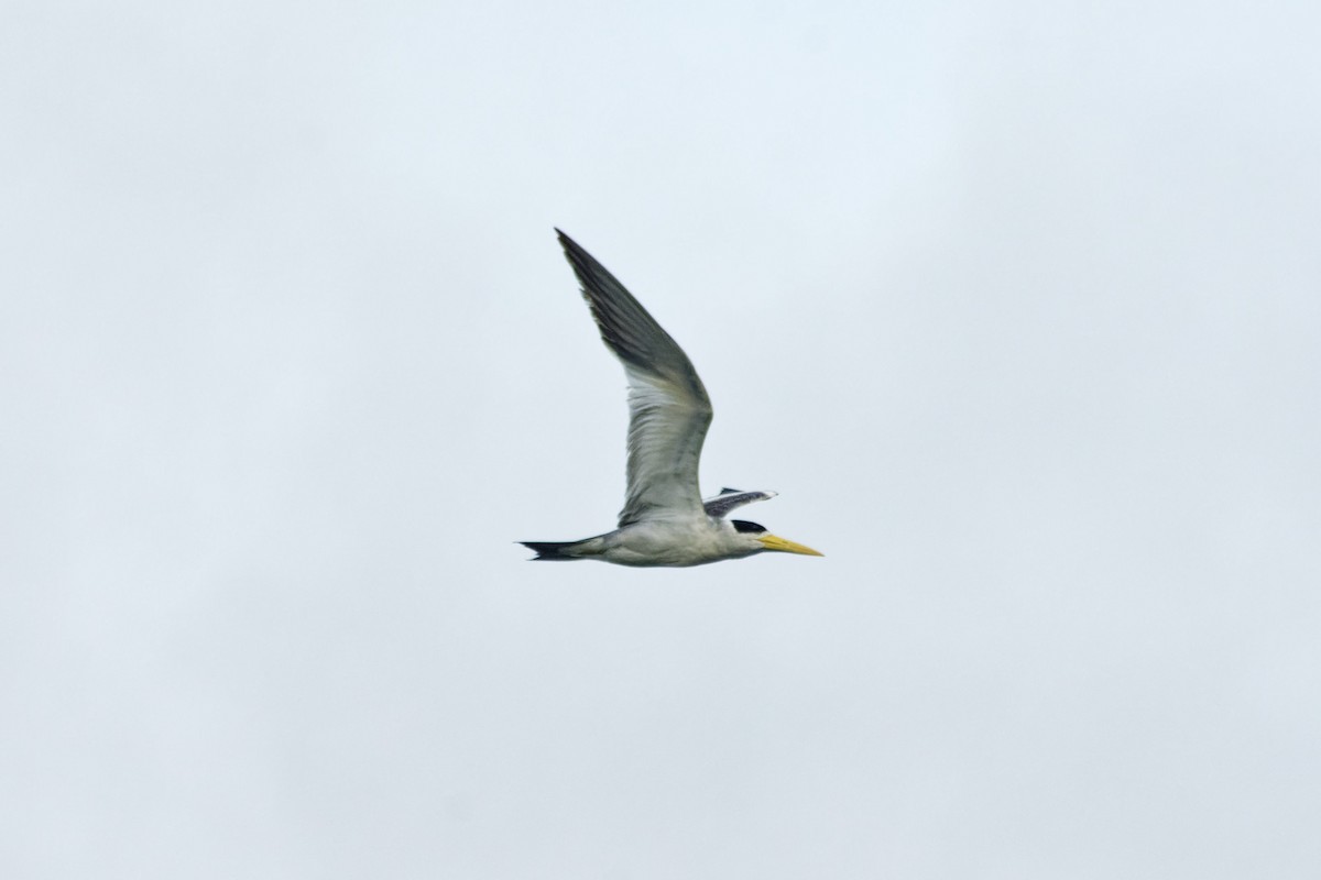 Large-billed Tern - ML620242716