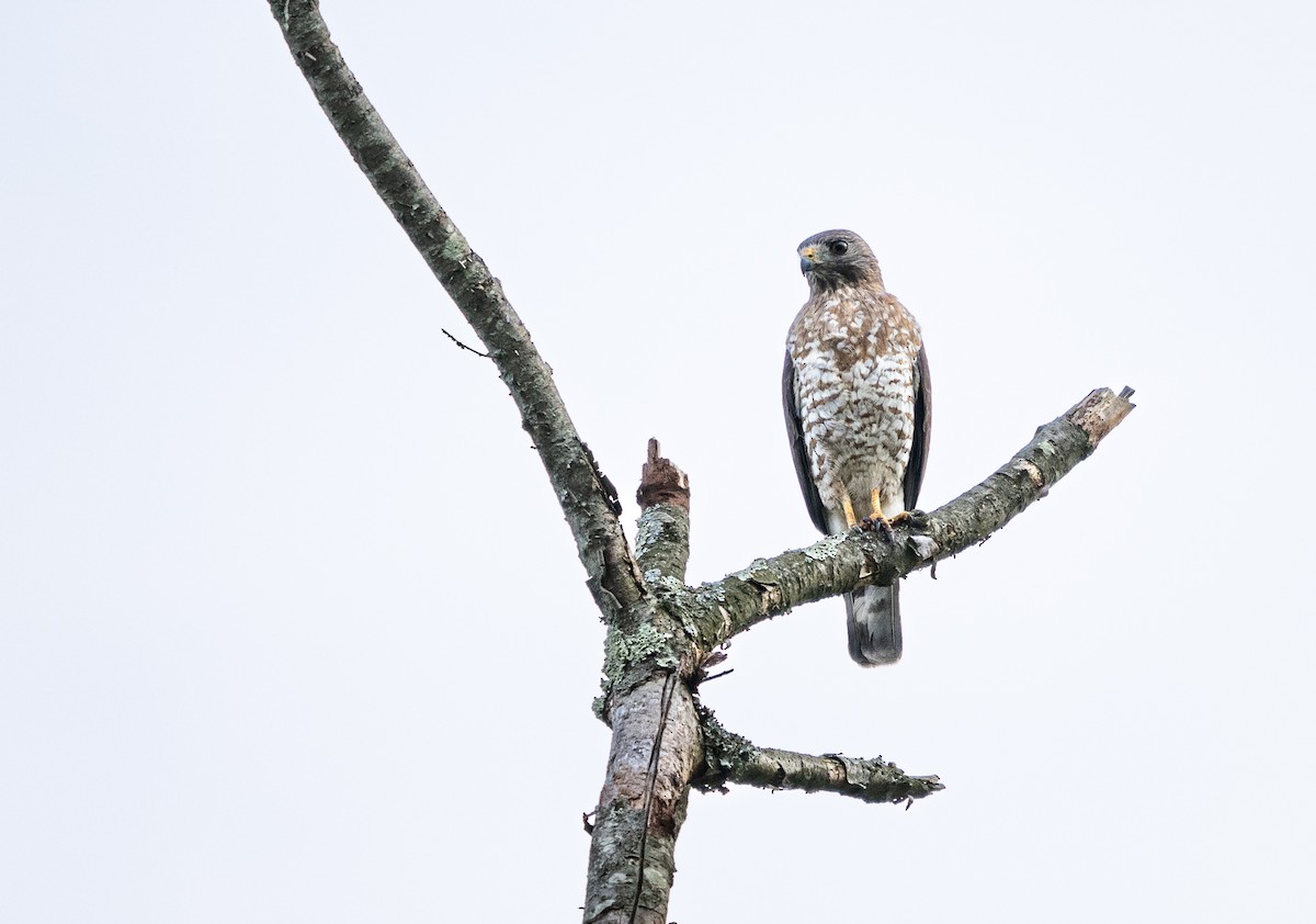 Broad-winged Hawk - ML620242718