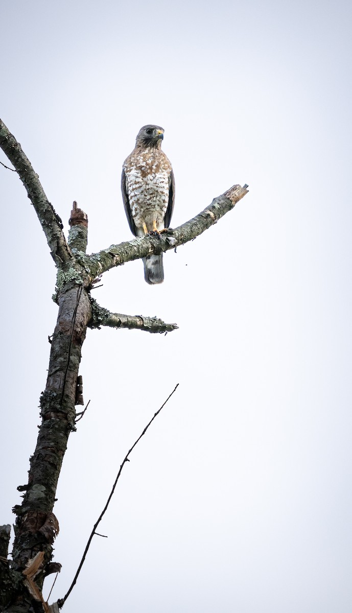 Broad-winged Hawk - ML620242719