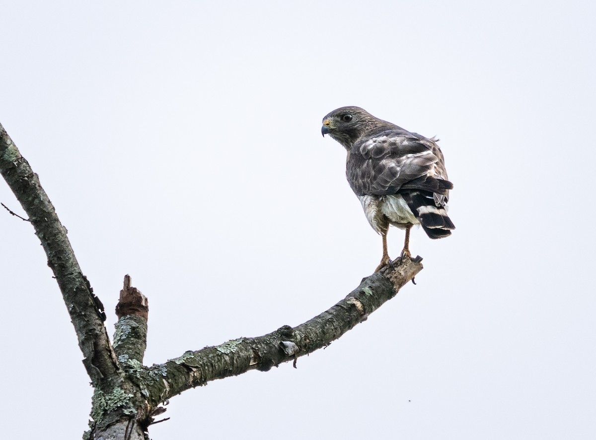 Broad-winged Hawk - ML620242720