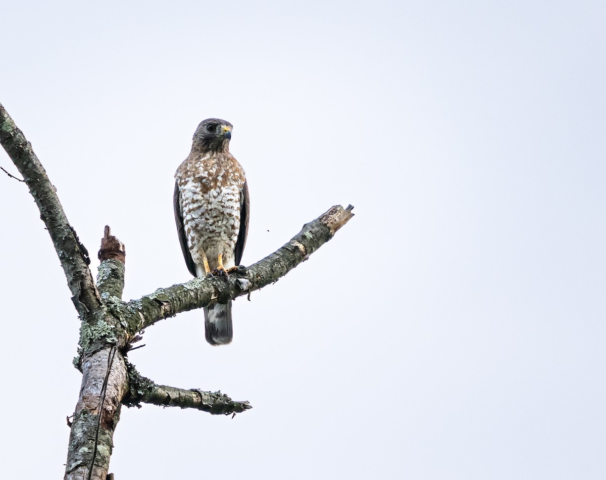 Broad-winged Hawk - ML620242721