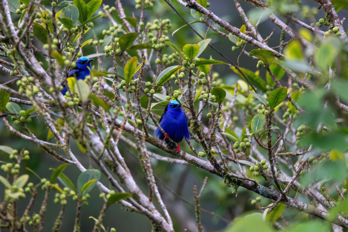 Red-legged Honeycreeper - Matt Fischer