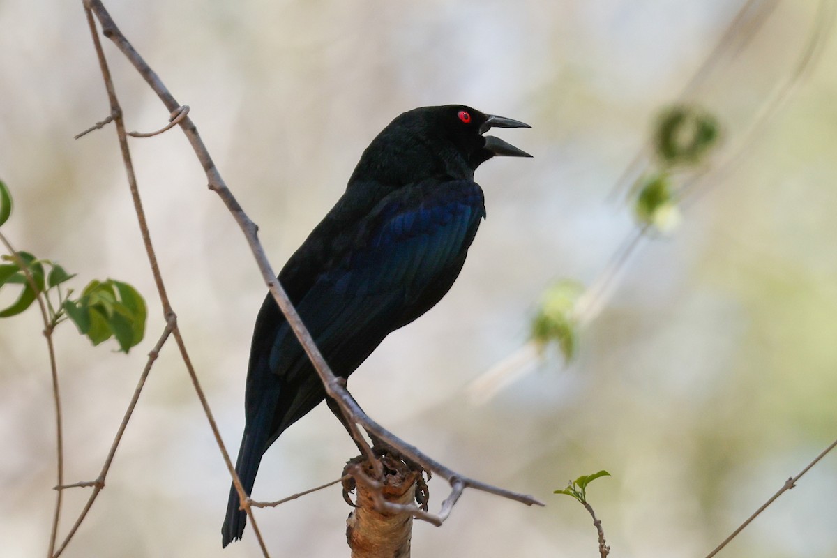 Bronzed Cowbird - ML620242723