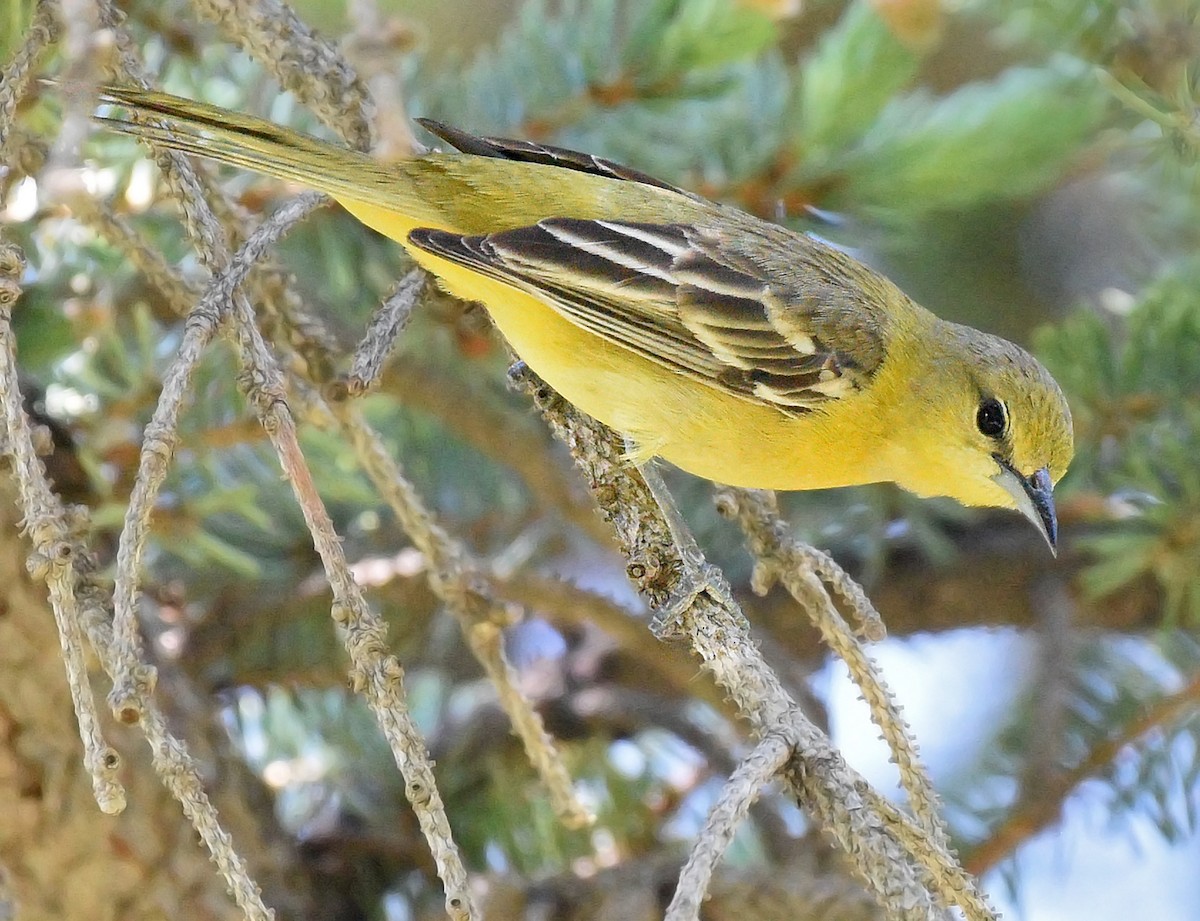 Orchard Oriole - ML620242731