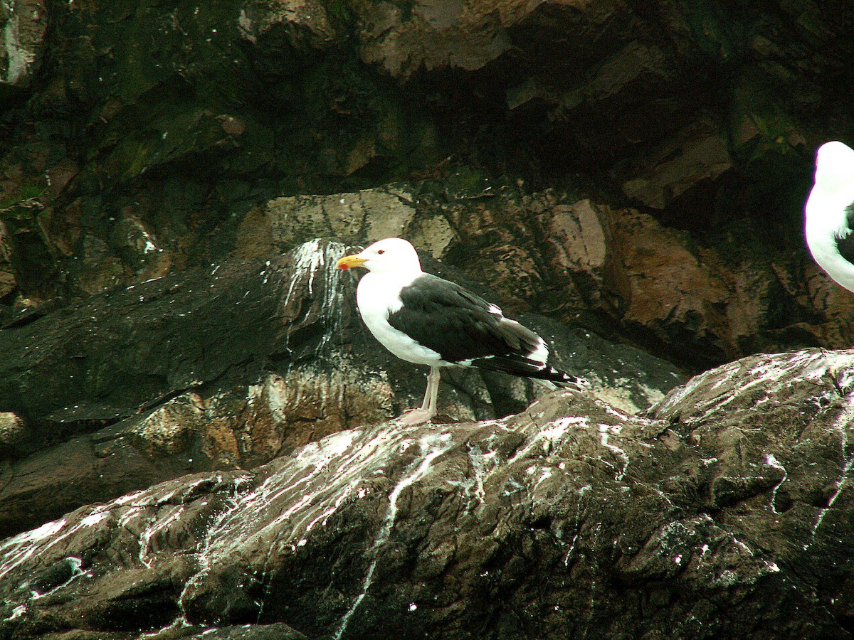 Great Black-backed Gull - ML620242737