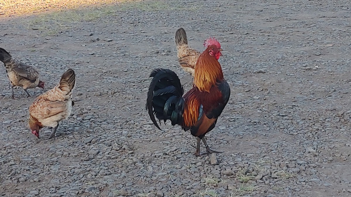 Red Junglefowl (Domestic type) - ML620242752