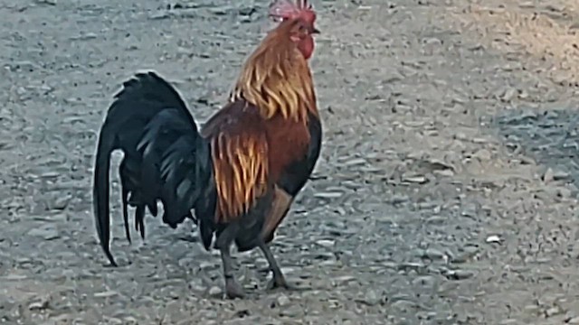 Red Junglefowl (Domestic type) - ML620242753