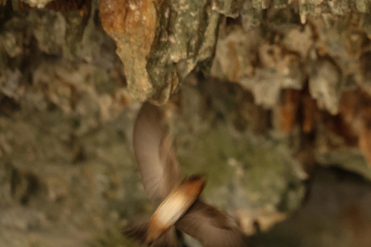 Cave Swallow - ML620242755