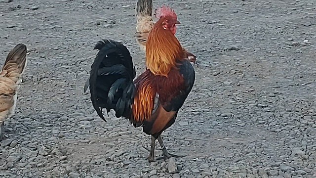 Тэжээмэл тахиа - ML620242757