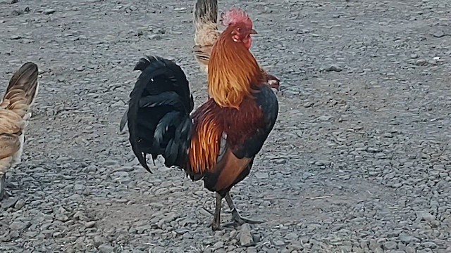 Red Junglefowl (Domestic type) - ML620242757