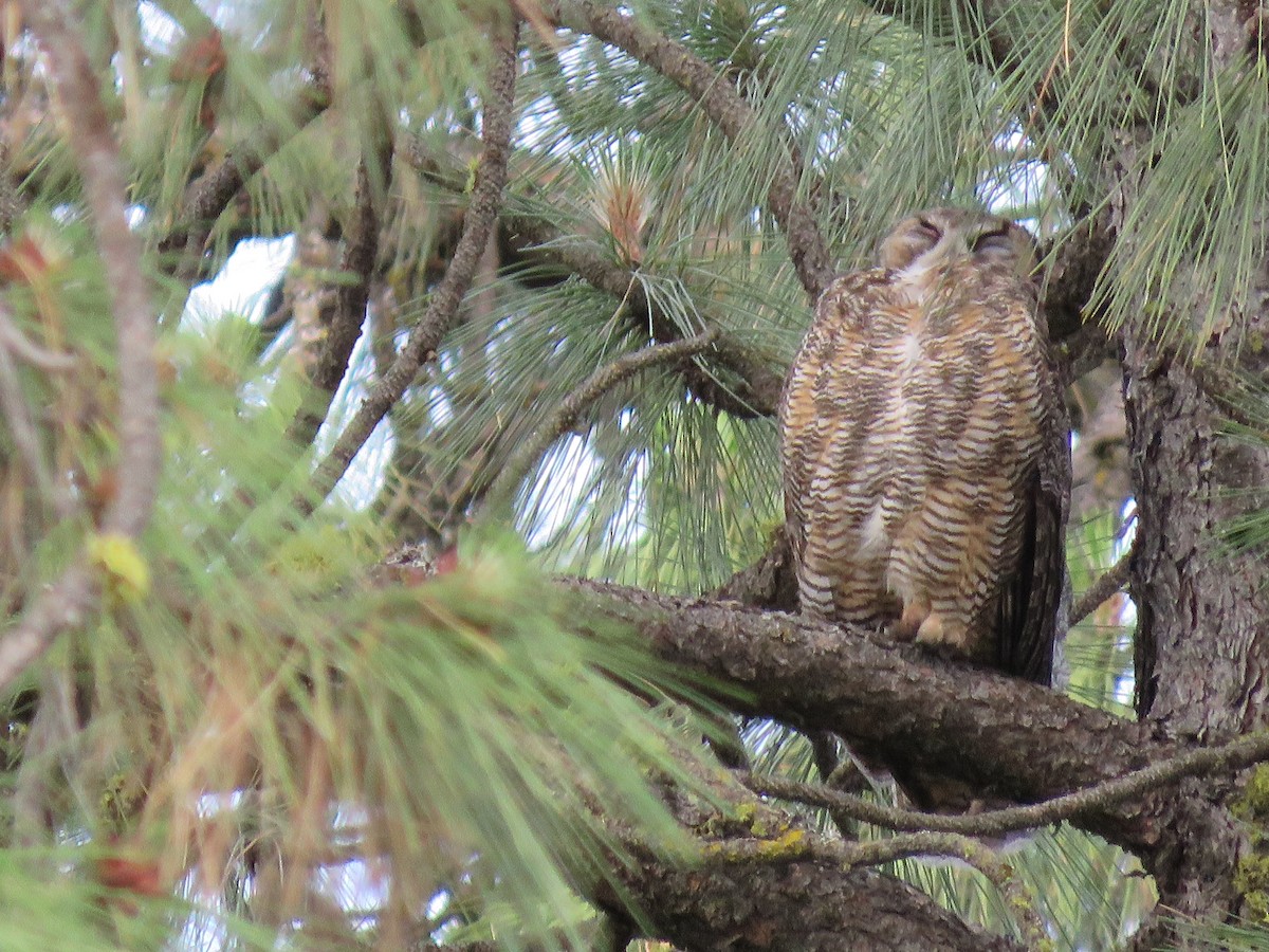 Great Horned Owl - ML620242762