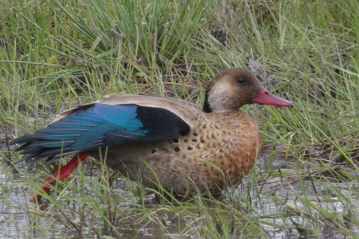 Yellow-billed Teal - ML620242765