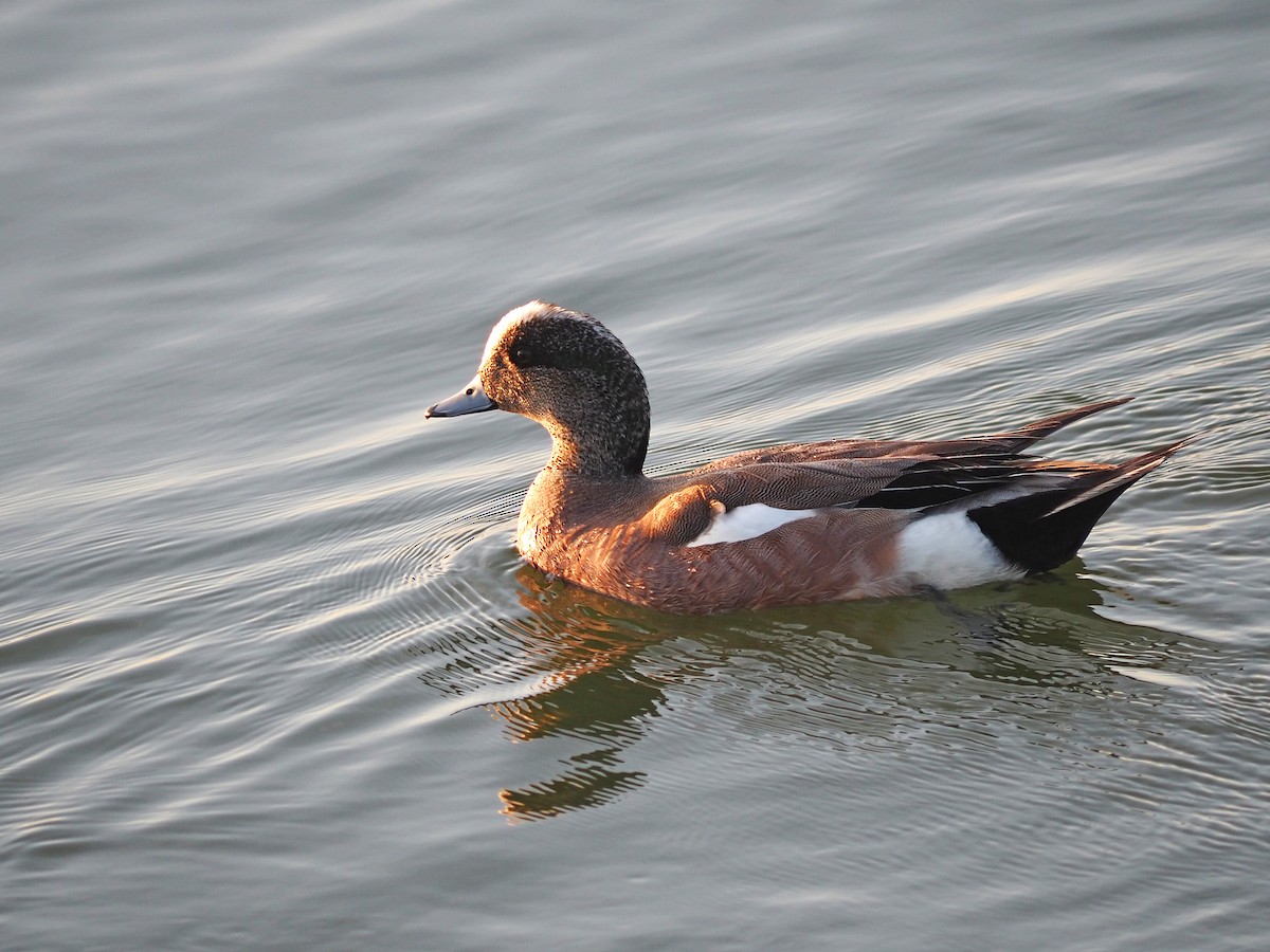 Canard d'Amérique - ML620242767