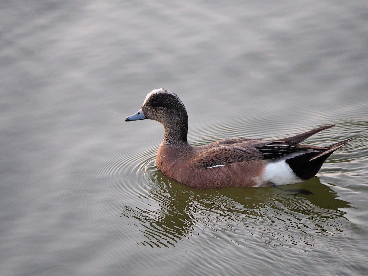 American Wigeon - ML620242768