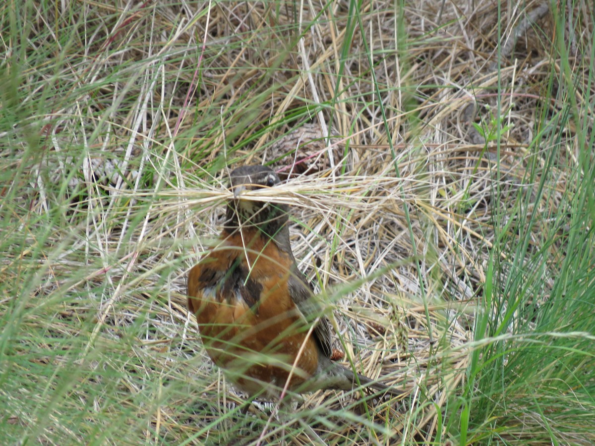 American Robin - ML620242773