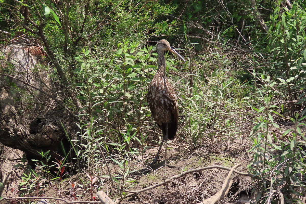 Limpkin - ML620242775