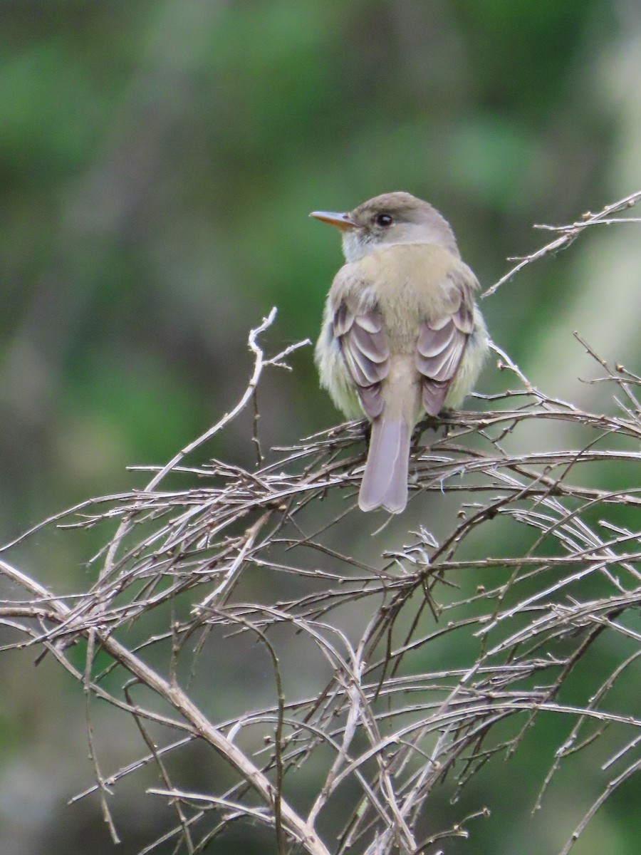 Willow Flycatcher - ML620242781