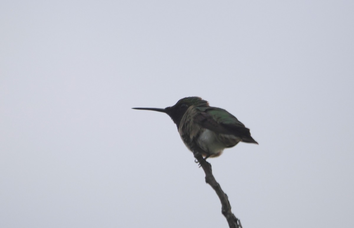 Colibri à gorge rubis - ML620242786